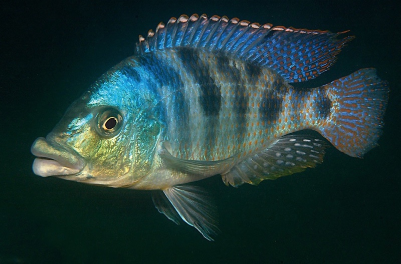 Protomelas ornatus 'Maleri Island'